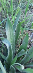 Plantago lanceolata