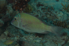 Lethrinus erythropterus