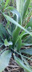 Plantago lanceolata