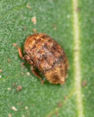 Penthimia americana
