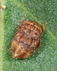 Penthimia americana