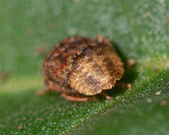Penthimia americana