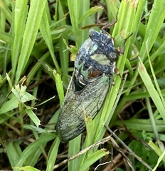Neotibicen lyricen virescens image