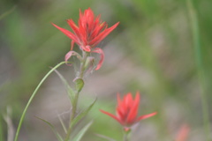 Castilleja gracillima