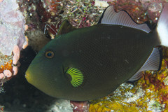 Melichthys vidua