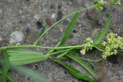 Vincetoxicum sibiricum