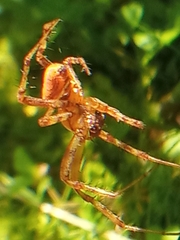 Araneus alsine