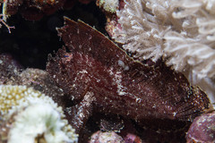 Taenianotus triacanthus