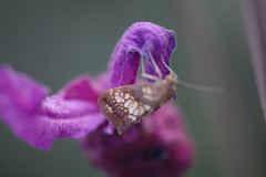 Evergestis politalis