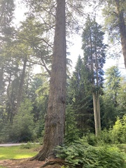 Sequoioideae