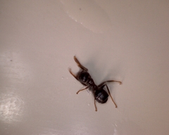 Lasius