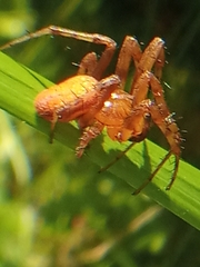 Araneus alsine