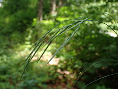 Bromus ramosus
