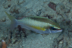 Scolopsis margaritifera