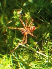 Araneus alsine