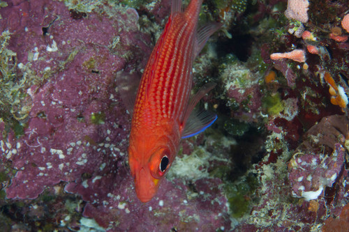 Pink squirrelfish (Sargocentron tiereoides) — Holocentridae — 4