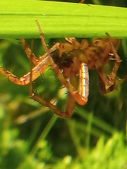 Araneus alsine