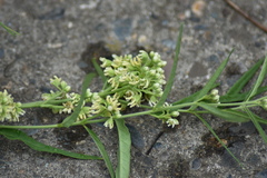 Vincetoxicum sibiricum