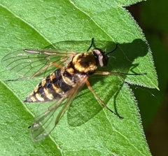 Chrysopilus ornatus