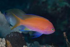 Pseudanthias pleurotaenia