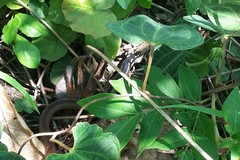 Steinbach's Snake photo 2