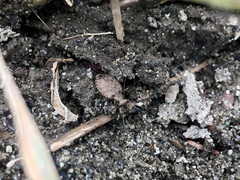 Opisthius richardsoni