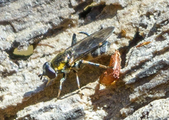 Chalcosyrphus
