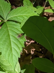Chrysopilus ornatus