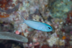 Eyelash Harptail Blenny photo 4