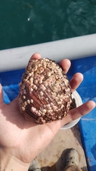 Concholepas concholepas