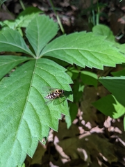 Chrysopilus ornatus