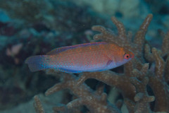 Cirrhilabrus beauperryi