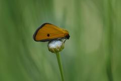 Heliothea discoidaria