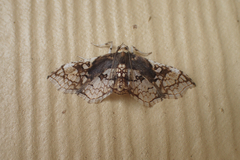 Omphisa anastomosalis
