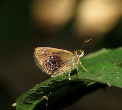 Pheraeus maria