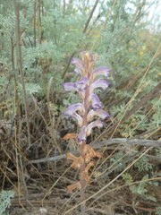 Orobanche cernua