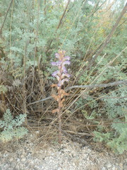 Orobanche cernua