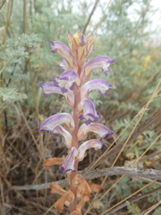 Orobanche cernua