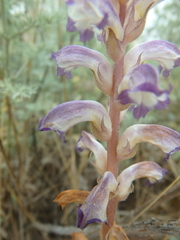 Orobanche cernua