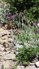 Calceolaria arachnoidea