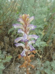 Orobanche cernua