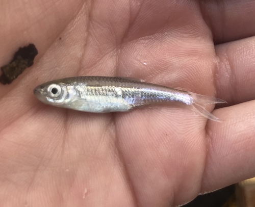Texas shiner (Notropis amabilis) — Cyprinidae — 5