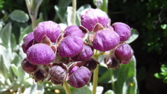 Calceolaria arachnoidea