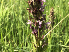 Dactylorhiza incarnata