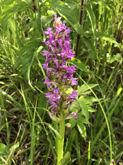 Dactylorhiza incarnata