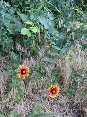 Gaillardia × grandiflora