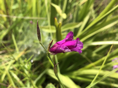 Gladiolus palustris
