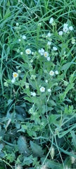 Erigeron annuus
