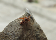 Arctosa tbilisiensis