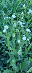 Erigeron annuus